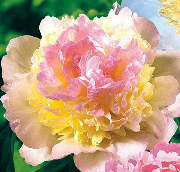 Пион Распберри Санде