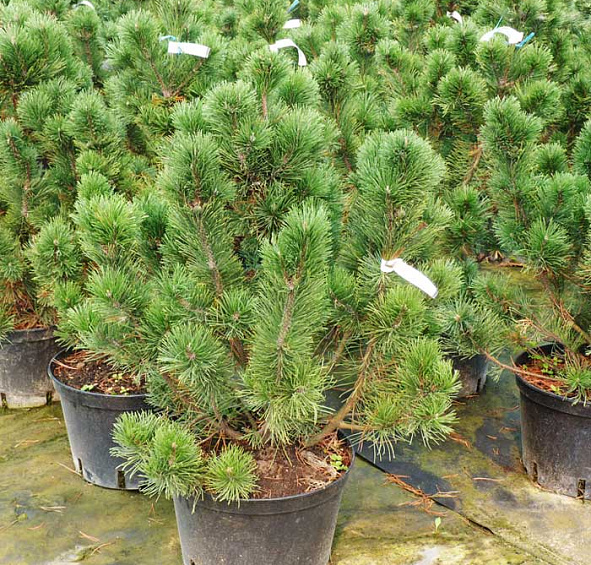 Сосна горная Пал Малетер (mugo Pal Maleter)