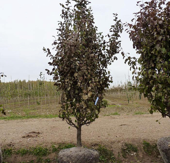 Яблоня домашняя 'Спартан'