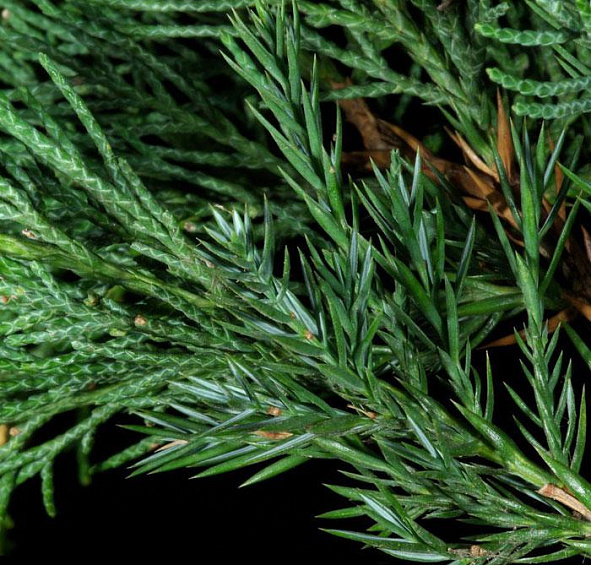 Можжевельник китайский Обелиск (Obelisk)