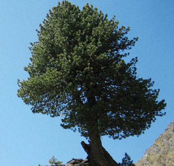 Сосна кедровая европейская