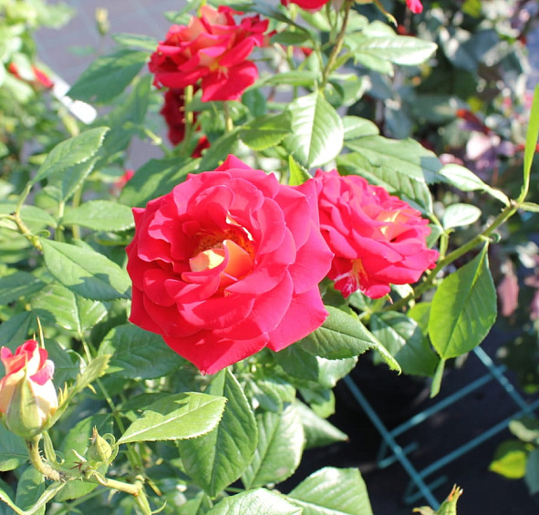 Роза 'Кетчап энд Мастед' (чайно-гибридная) (красная с желтым)