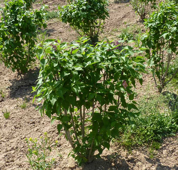 Сирень обыкновенная 'Шарль Жоли' (фиолетовая)