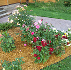Галерея проектов: Чеховский район КП Финская деревня, участок 20 соток Клумба из роз