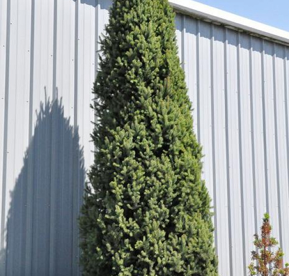 Ель колючая 'Исели Фастигиата'