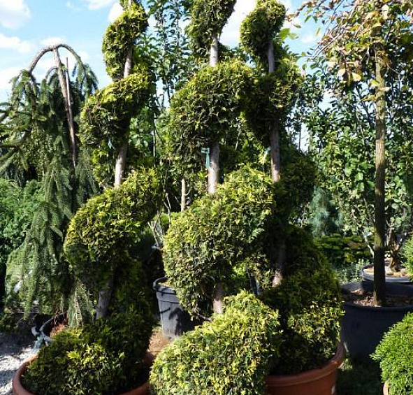 Туя западная 'Еллоу Риббон' спираль