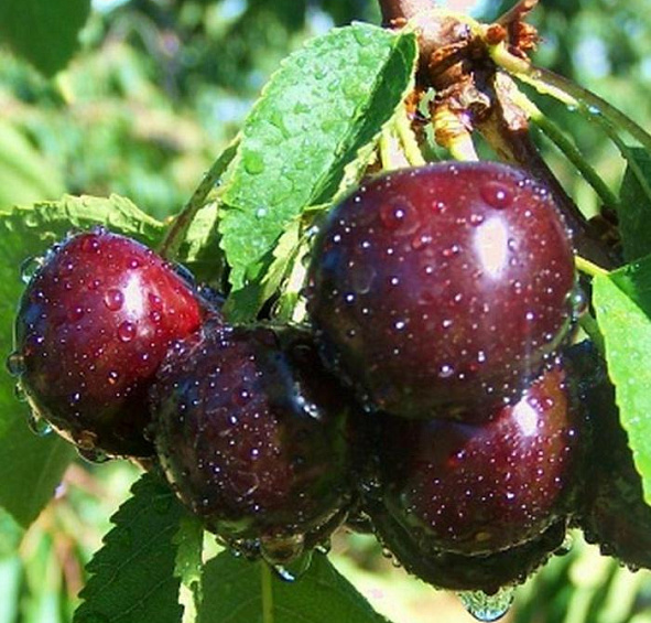 Вишня Надежда