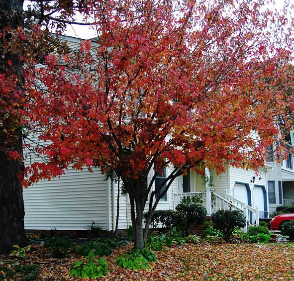 Клен гиннала