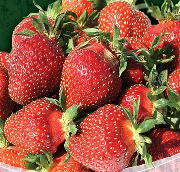 Земляника (клубника) 'Царица'