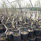 Фотоальбом Апрель в садовом центре (2012 г) Плодовые саженцы