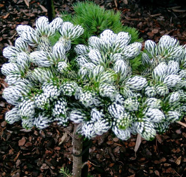 Пихта корейская 'Силберлок'