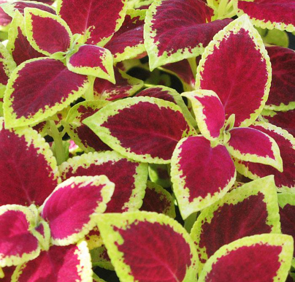 Колеус Блюме