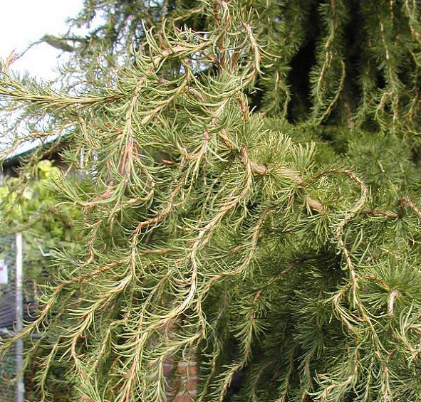 Лиственница европейская Хорстманн Рекурвед (Horstmann Recurved)