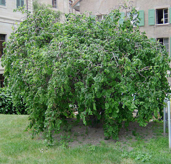 Лещина обыкновенная 'Конторта'