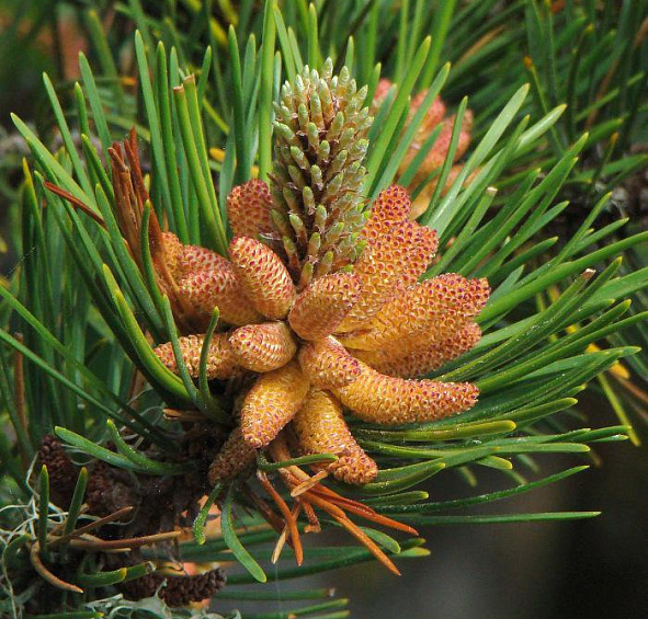 Сосна скрученная