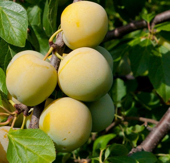 Слива 'Ренклод колхозный'