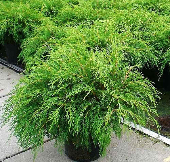 Микробиота перекрестнопарная 'Лукас'