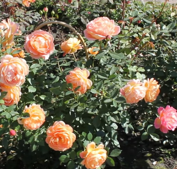 Роза 'Леди оф Шалотт' (парковая) (персиково-розовая)