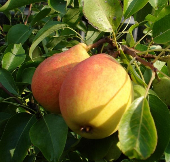 Груша 'Кафедральная'