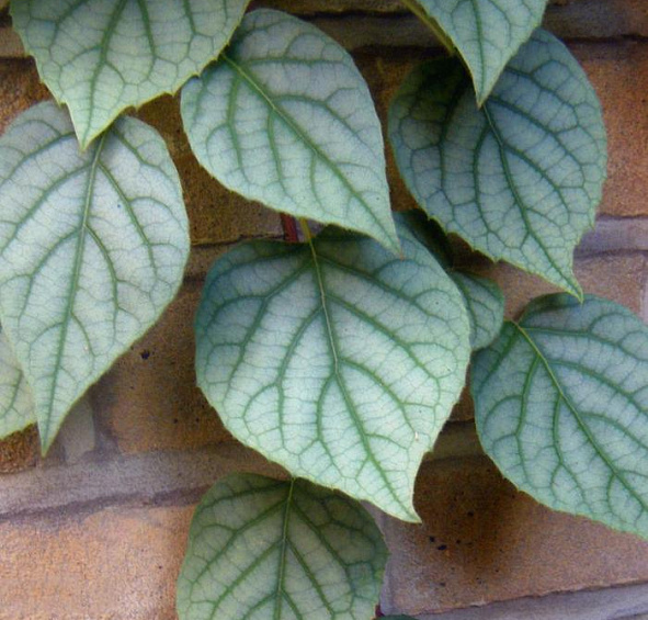 Схизофрагма гортензиевидная