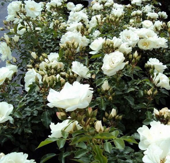 Роза 'Шнеефлокке' (почвопокровная, шраб) (белая)