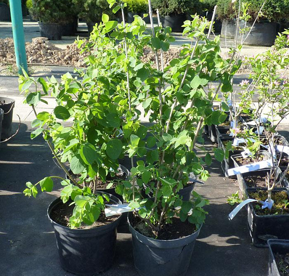 Снежноягодник Доренбоза 'Уайт Хедж'