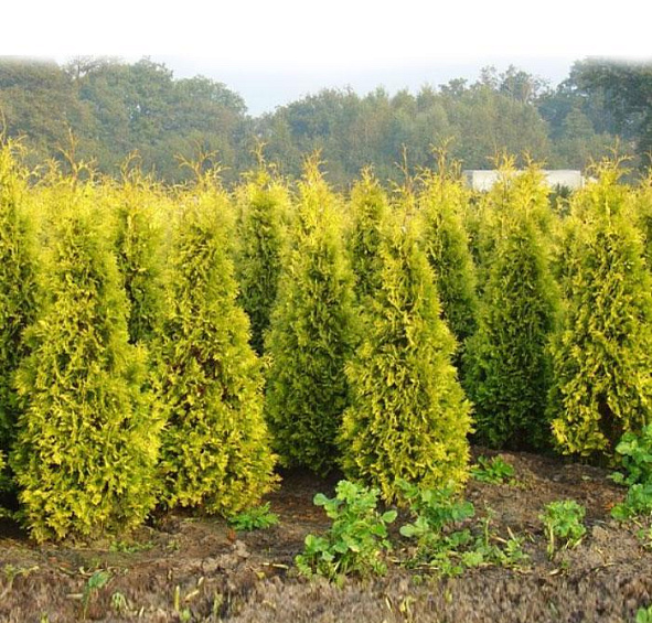 Туя западная 'Санкист'