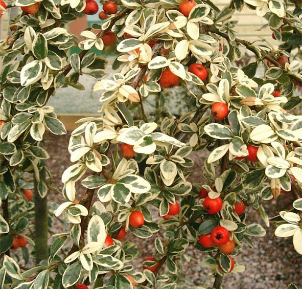 Кизильник шведский 'Джульетта'