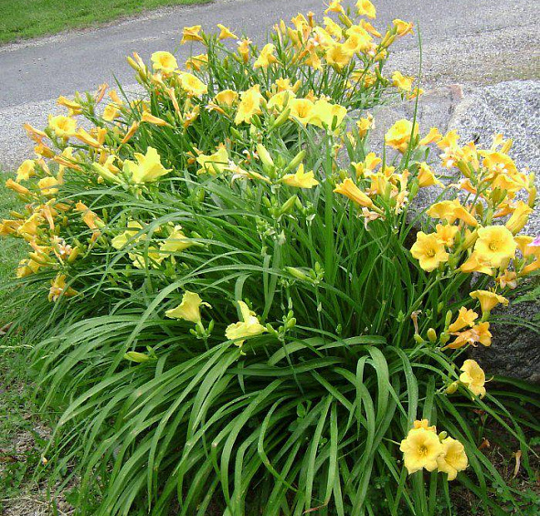 Лилейник Стелла д´Оро