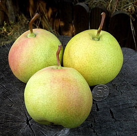 Груша 'Десертная'