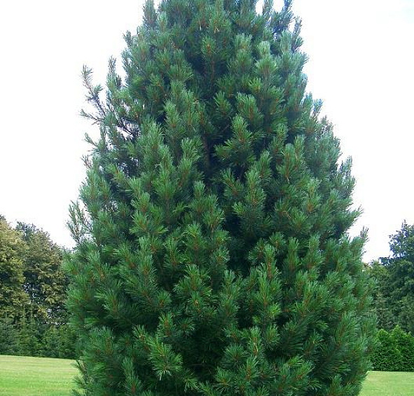 Сосна кедровая европейская
