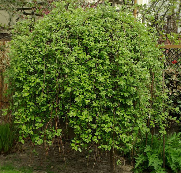 Ива козья 'Килмарнок'