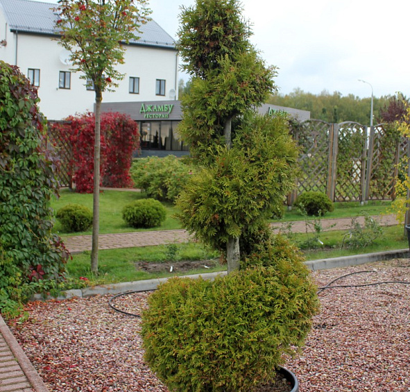 Туя западная 'Брабант' спираль