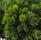 Сочный сентябрь 2015-го ПДК "ЮЖНЫЙ" 14