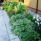 Ландшафтный дизайн: Готовый проект участка 15 соток КП в г. Чехов | Садовый центр растений Южный hosta-v-landshafte