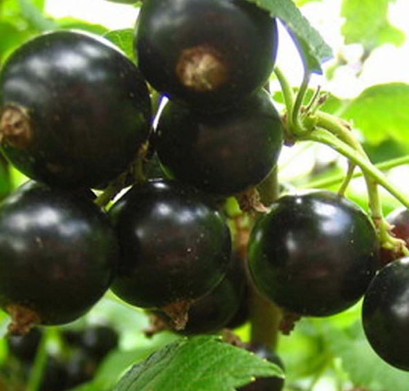 Смородина Ажурная (черная)