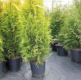 Туя западная 'Голден Брабант'