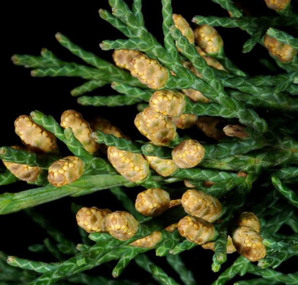 Можжевельник китайский Обелиск (Obelisk)