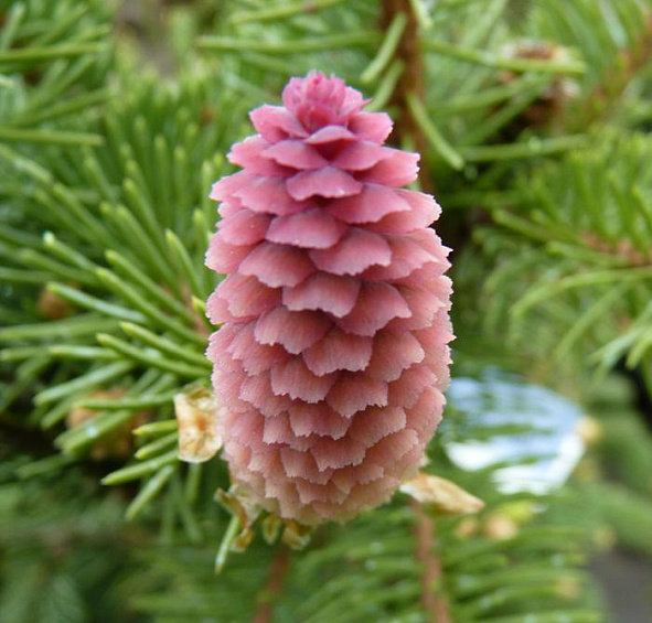 Ель обыкновенная (европейская) 'Акрокона'