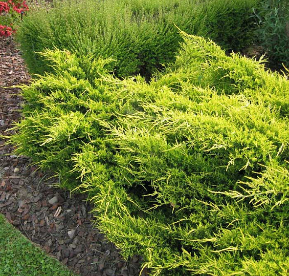 Можжевельник пфитцериана 'Олд Голд'