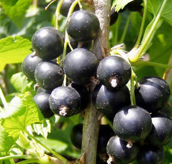 Смородина черная 'Багира'