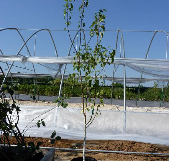 Груша 'Августовская роса'