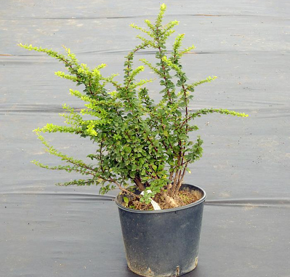 Барбарис Тунберга 'Паувау'