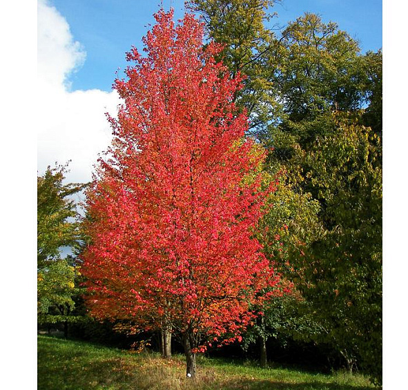 Клен красный