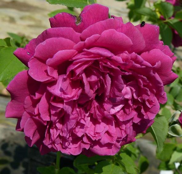 Роза 'Вильям Шекспир 2000' (парковая) (винно - бордовая)