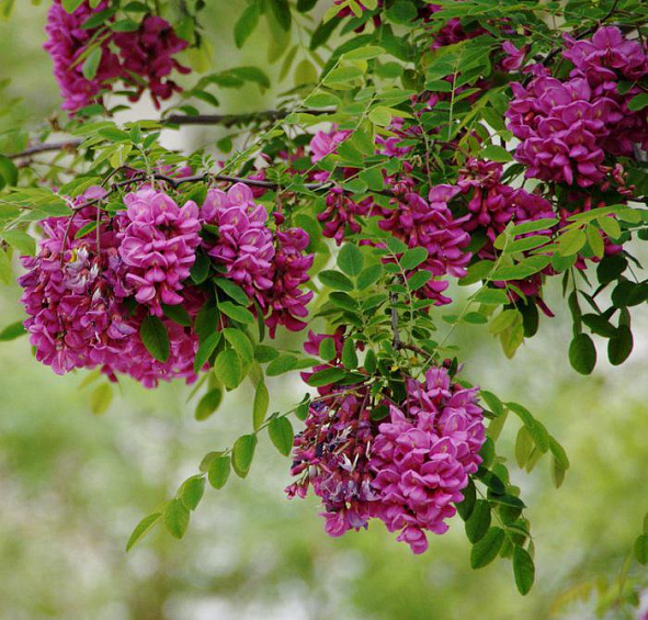 Робиния маргариты Каске Руж