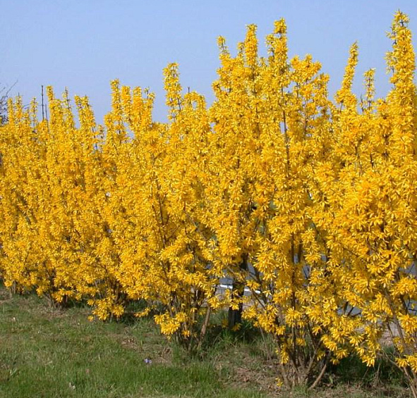 Форзиция промежуточная (средняя) 'Линвуд'