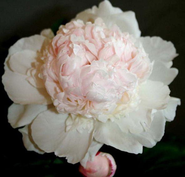 Пион молочноцветковый 'Мадам Калот' (кремово белый)