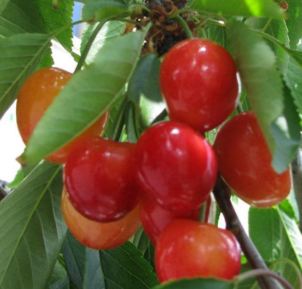 Вишня обыкновенная 'Нежность'