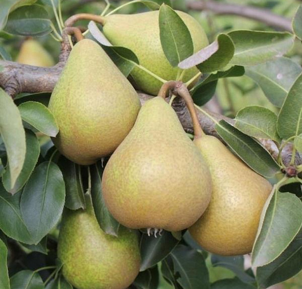 Груша 'Кокинская'